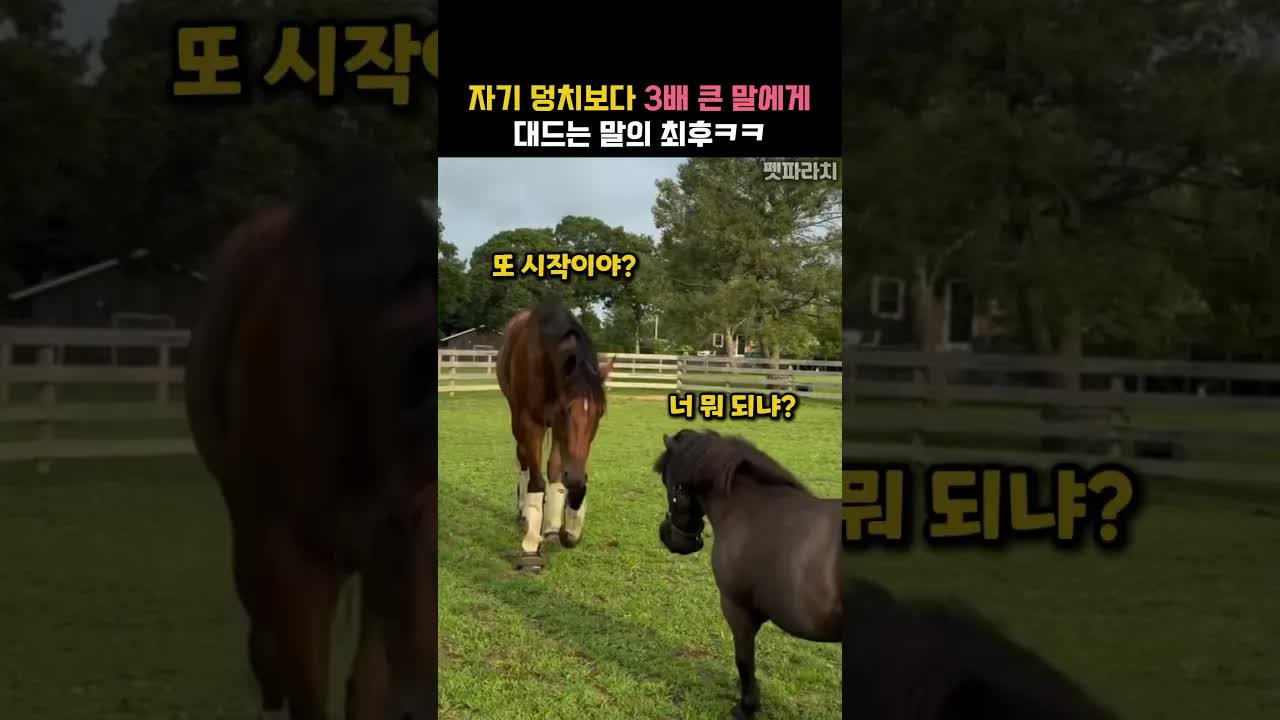 작은 말과 큰 말의 기싸움