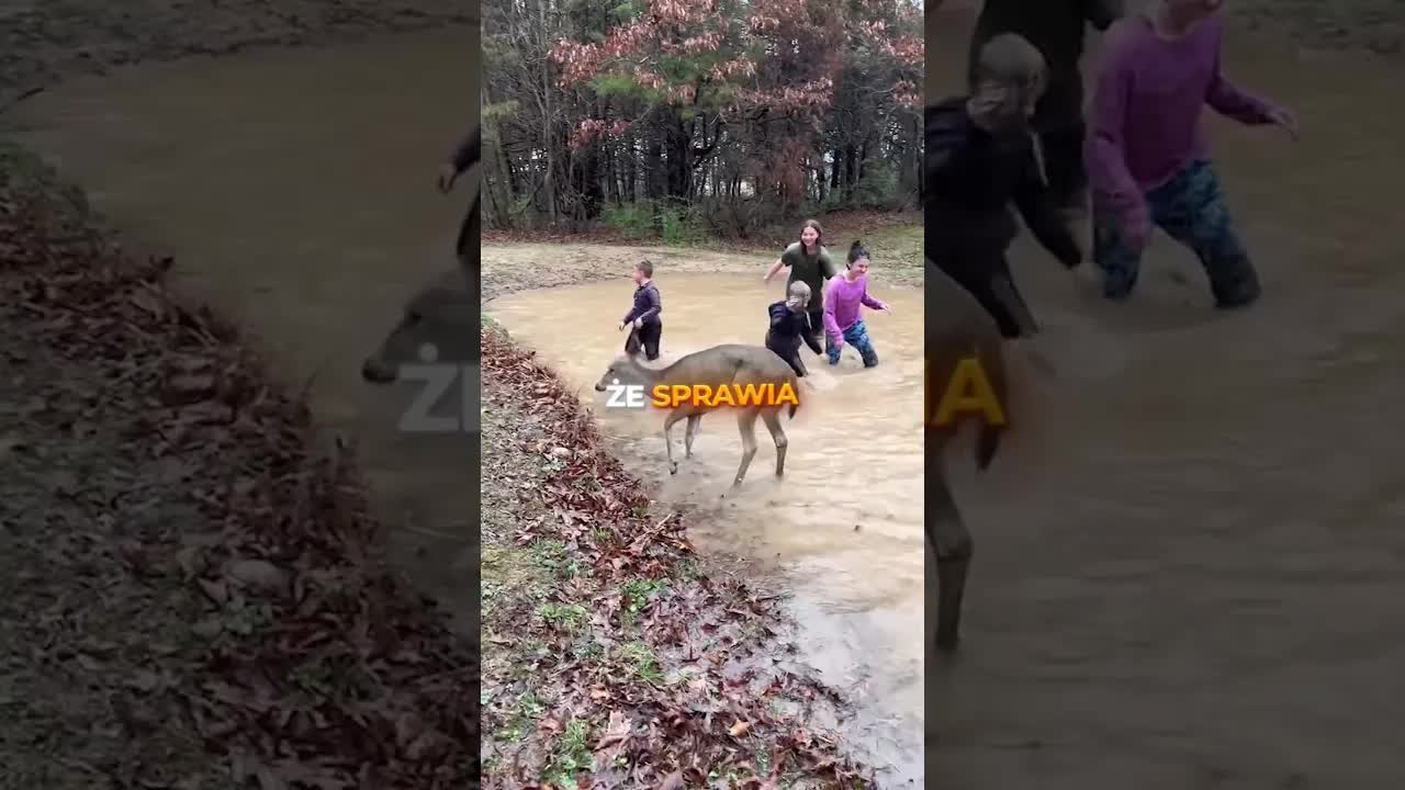 Sarna bawi się z dziećmi w kałuży