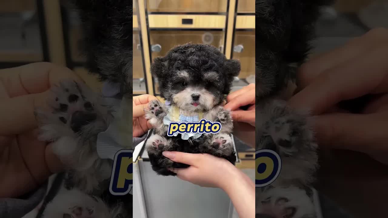 Rescaté a un perrito abandonado