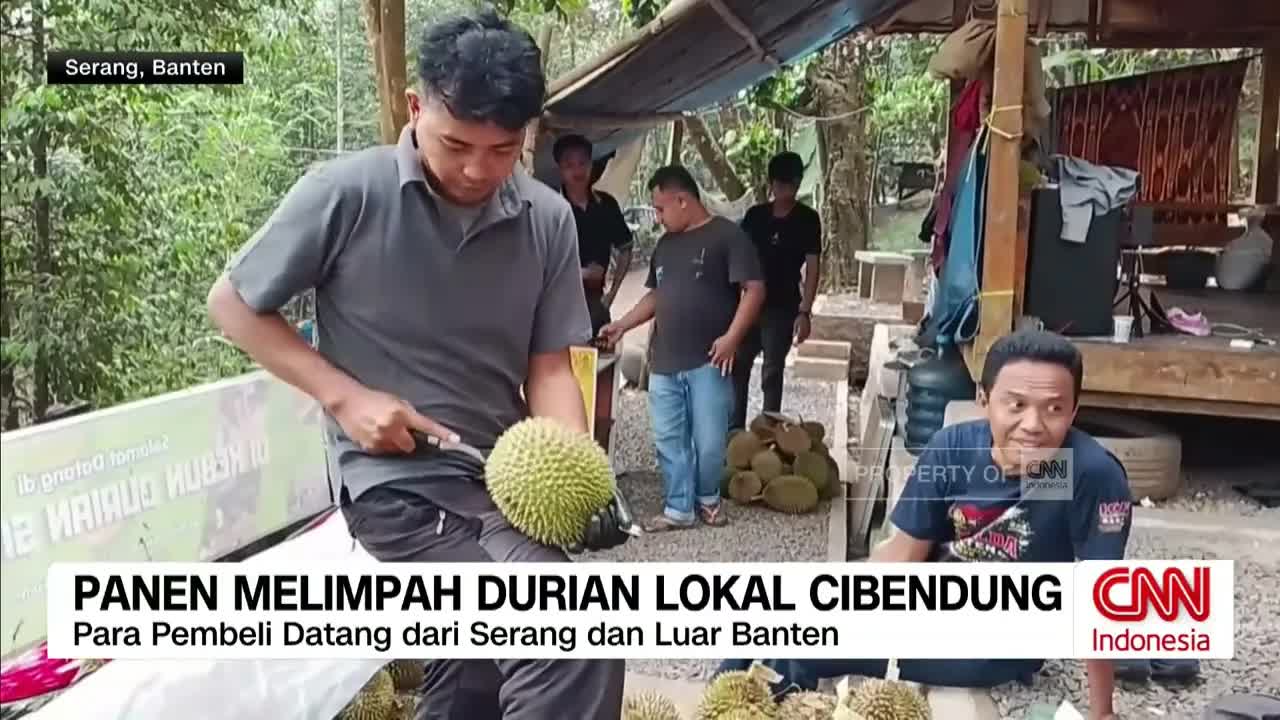 Panen Durian Cibendung Kembali Menggairahkan Pedagang