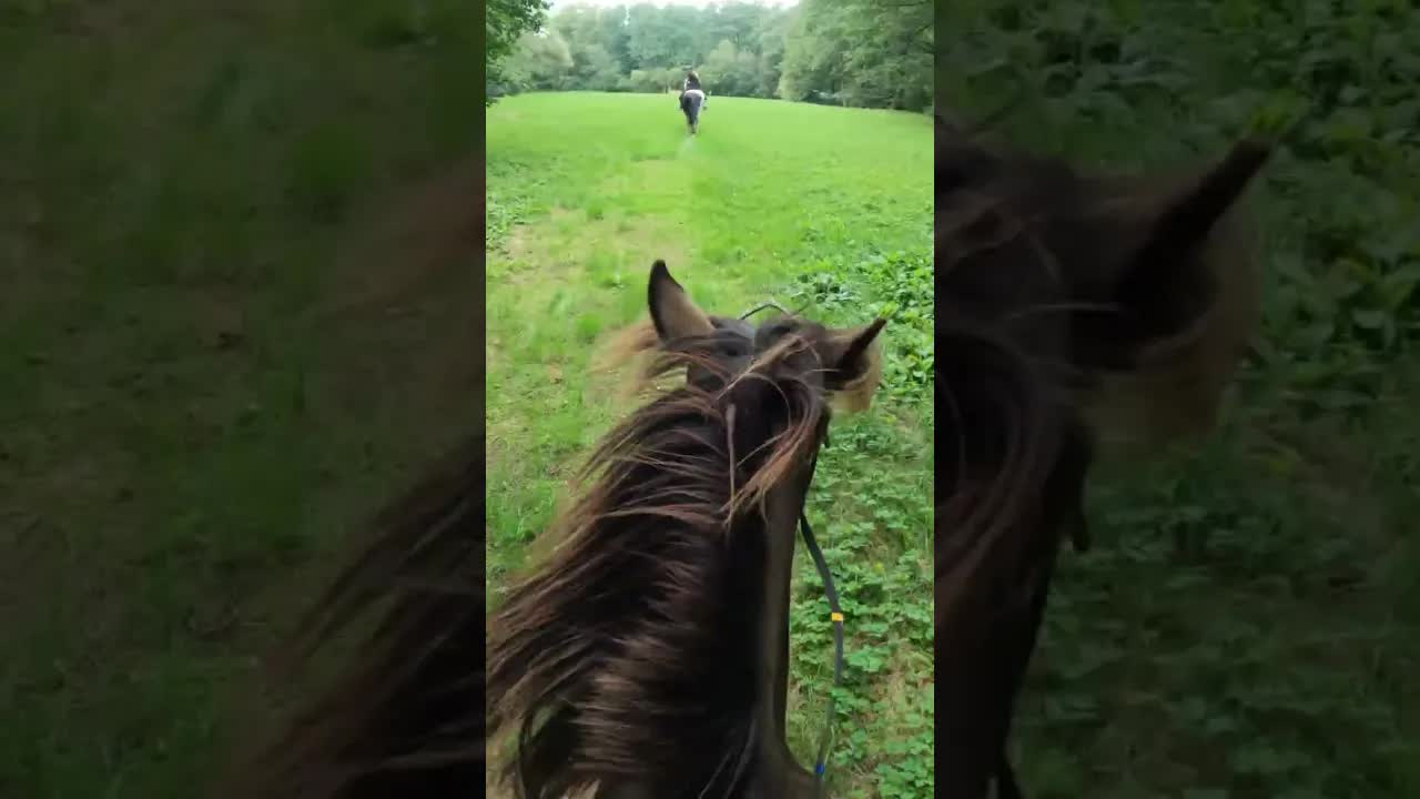 Rychlá vyjížďka s koněm ve vodě
