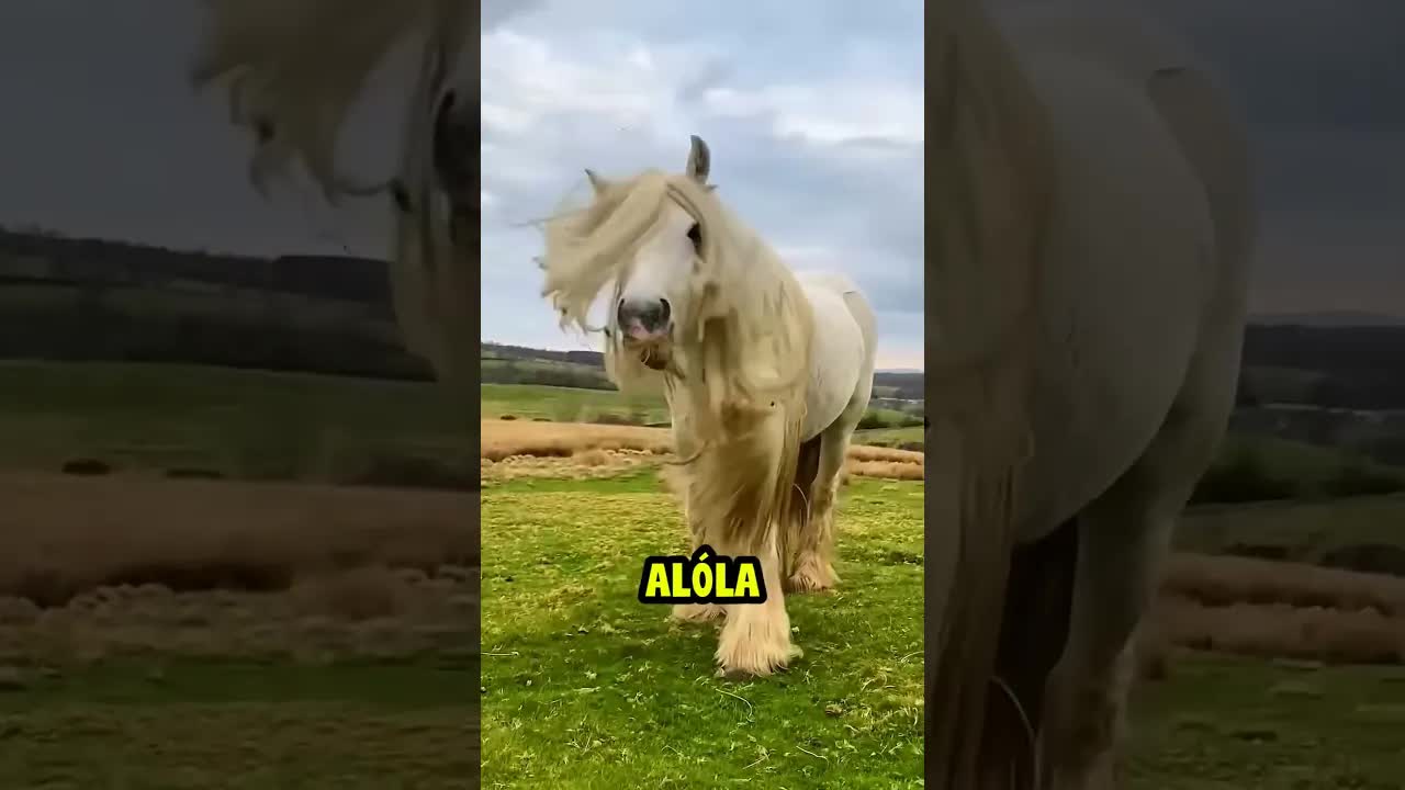 Mi történik, ha nem nyírják meg a lovat?