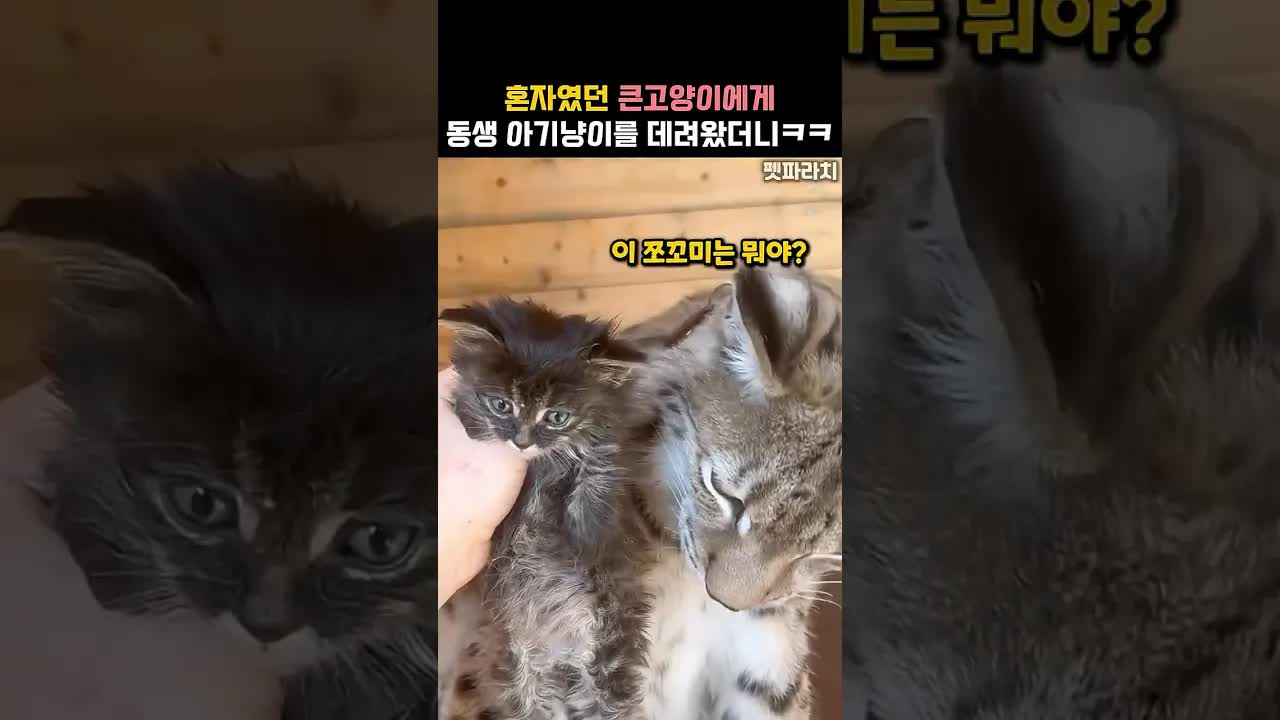 큰 고양이와 아기냥이의 첫 만남