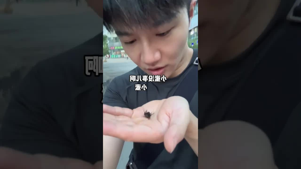 Llevo a mi abeja mascota al concierto