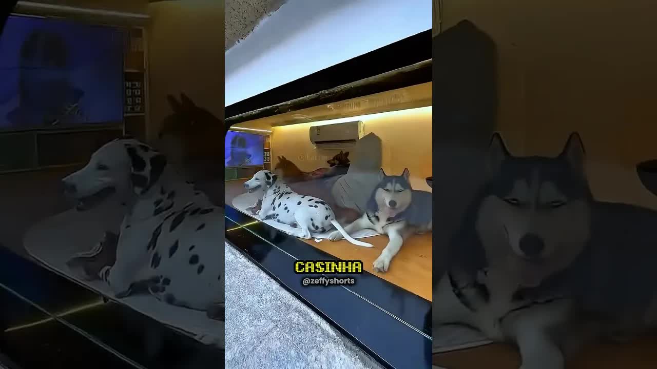 Ele dormiu na casinha dos cachorros com um truque