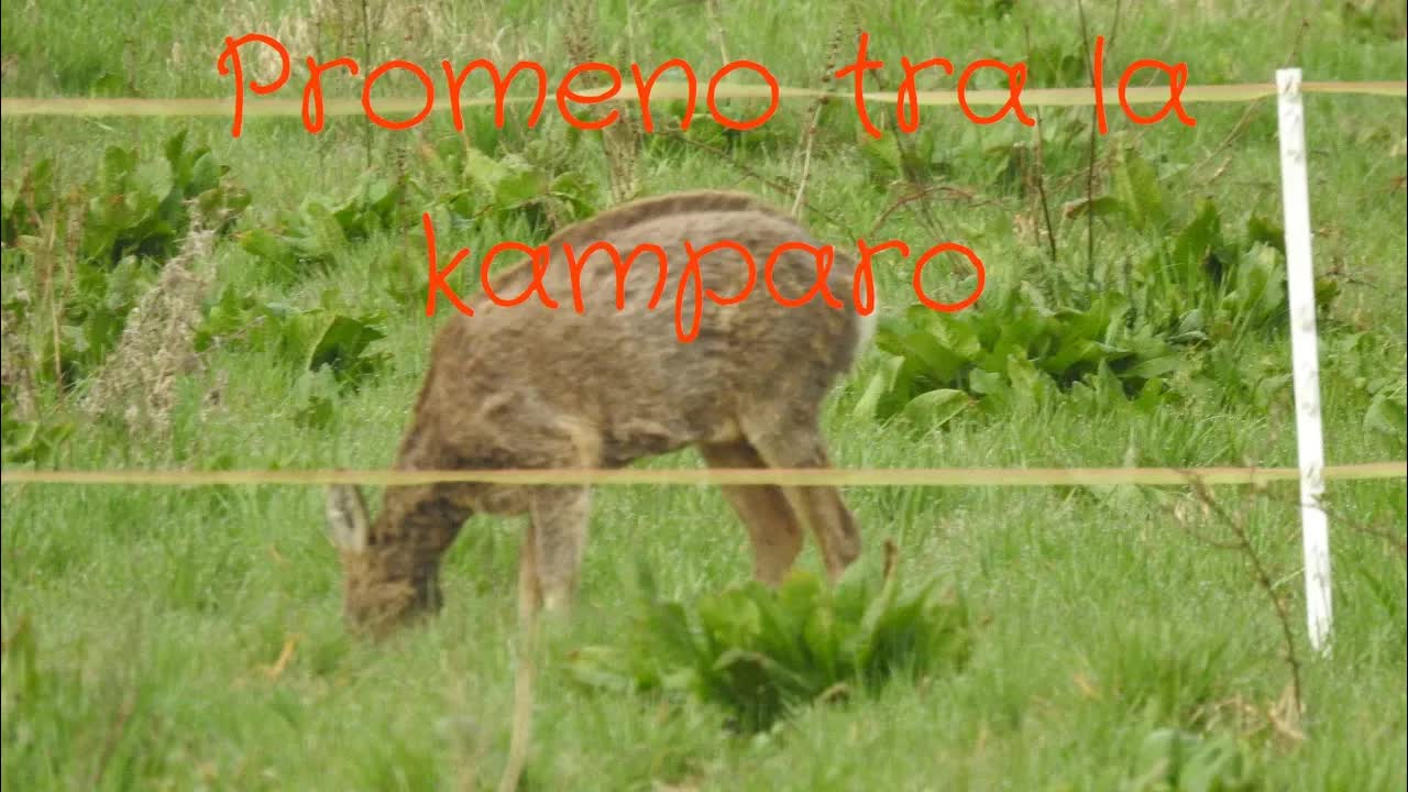 Promeno en Palmodimanĉo kun ŝafido