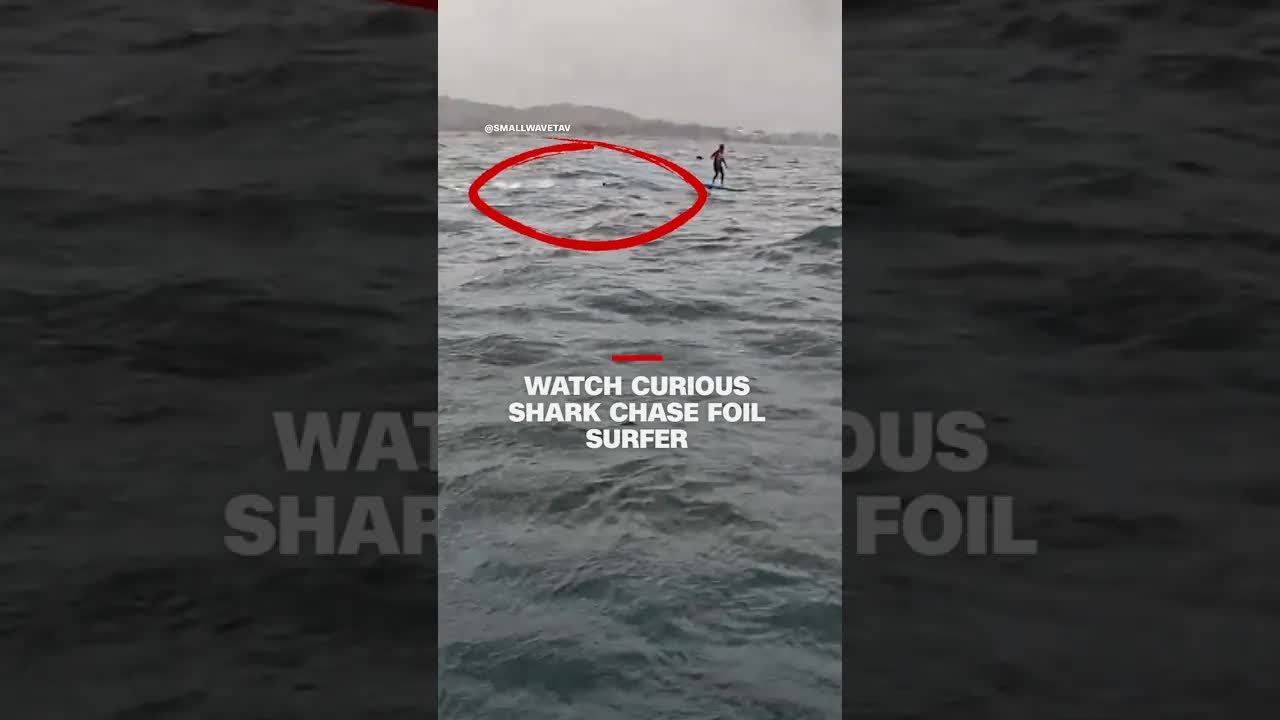 Surfer Reacts As Curious Shark Follows Foil Board