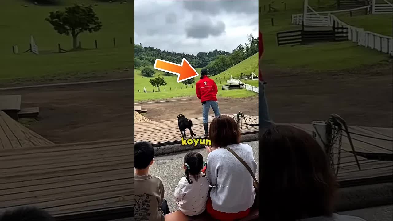 Köpeğin Yüzlerce Koyunu Toplama Yeteneği