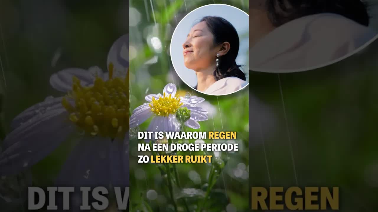 Waarom regen na droogte zo lekker ruikt