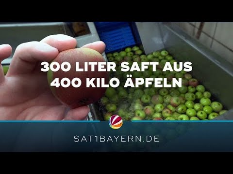Apfelsaft aus der Region: Die Ernte in Egling