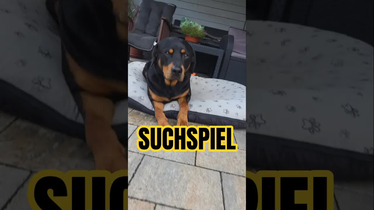 Ares folgt der Duftspur im Garten