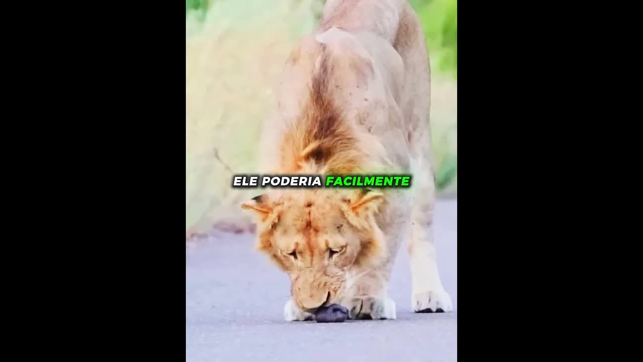 Leão resgata filhote de texugo na estrada