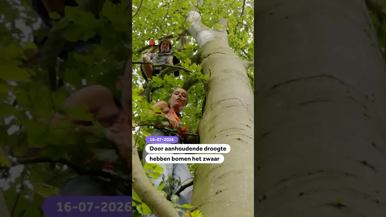 Bomen hebben het zwaar door droogte en klimaatverandering