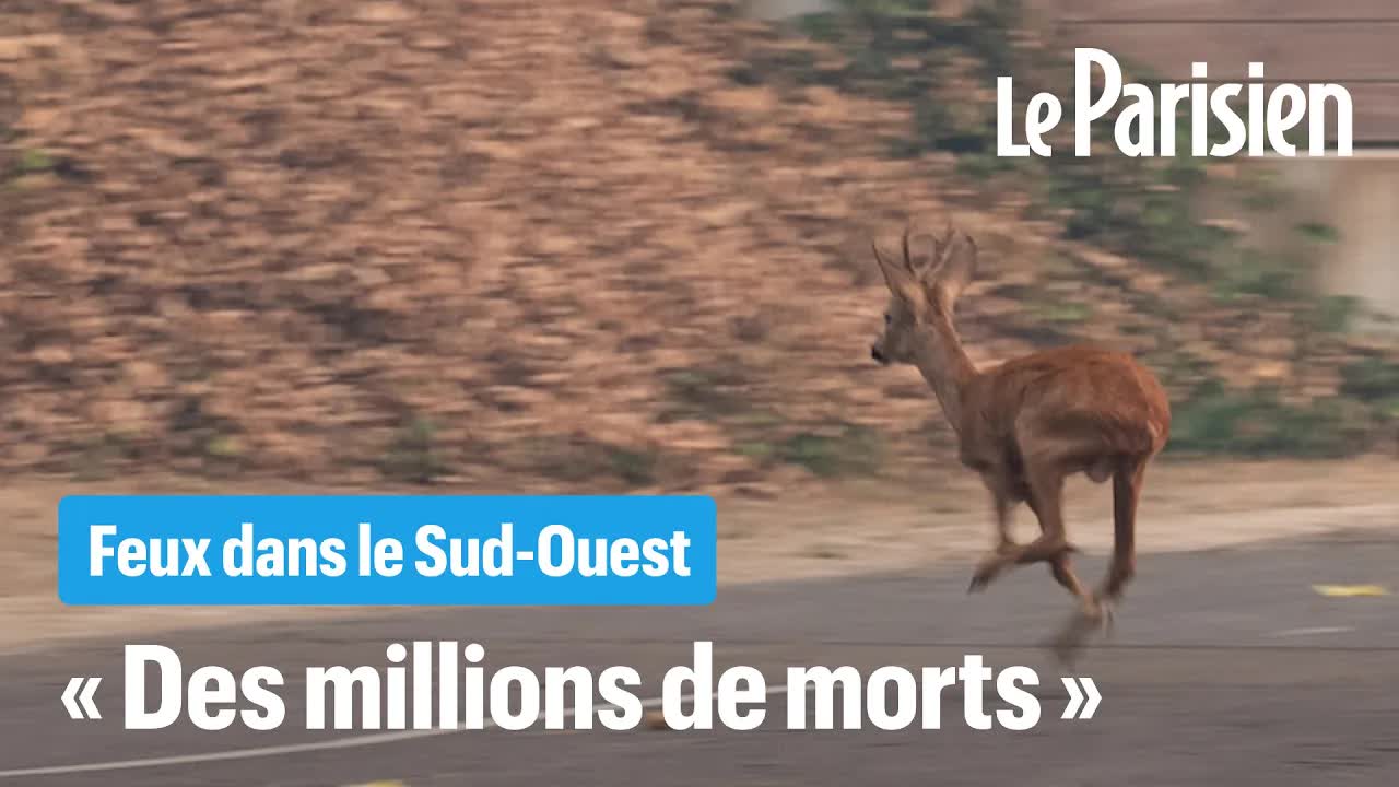 Que deviennent les animaux sauvages lors des incendies ?