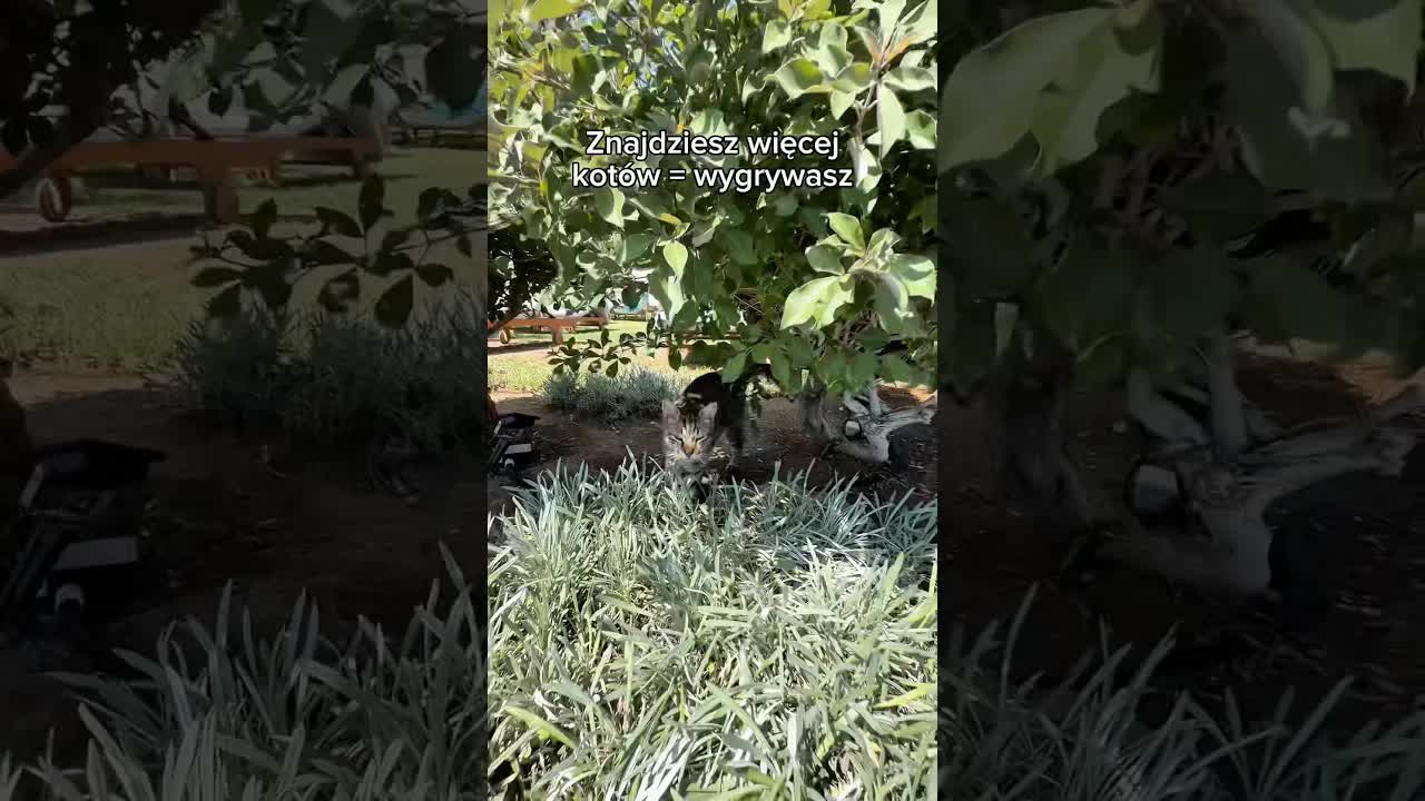 Kto znajdzie więcej kotów wygrywa