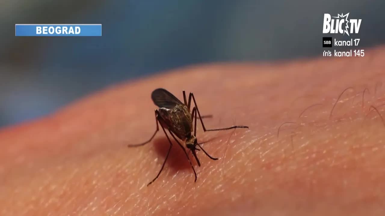 Zdravstvena pretnja: Groznica Zapadnog Nila i alergije u Srbiji