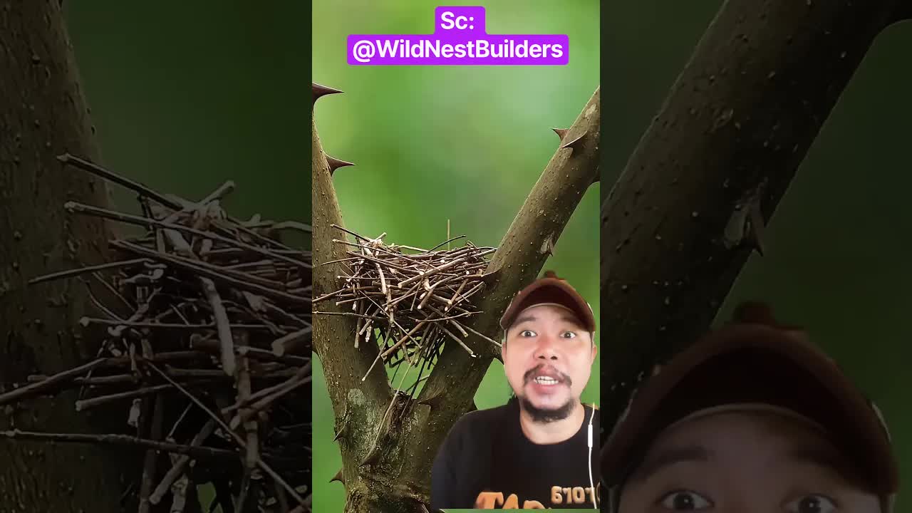 Ibu Burung Membangun Sarang untuk Anaknya