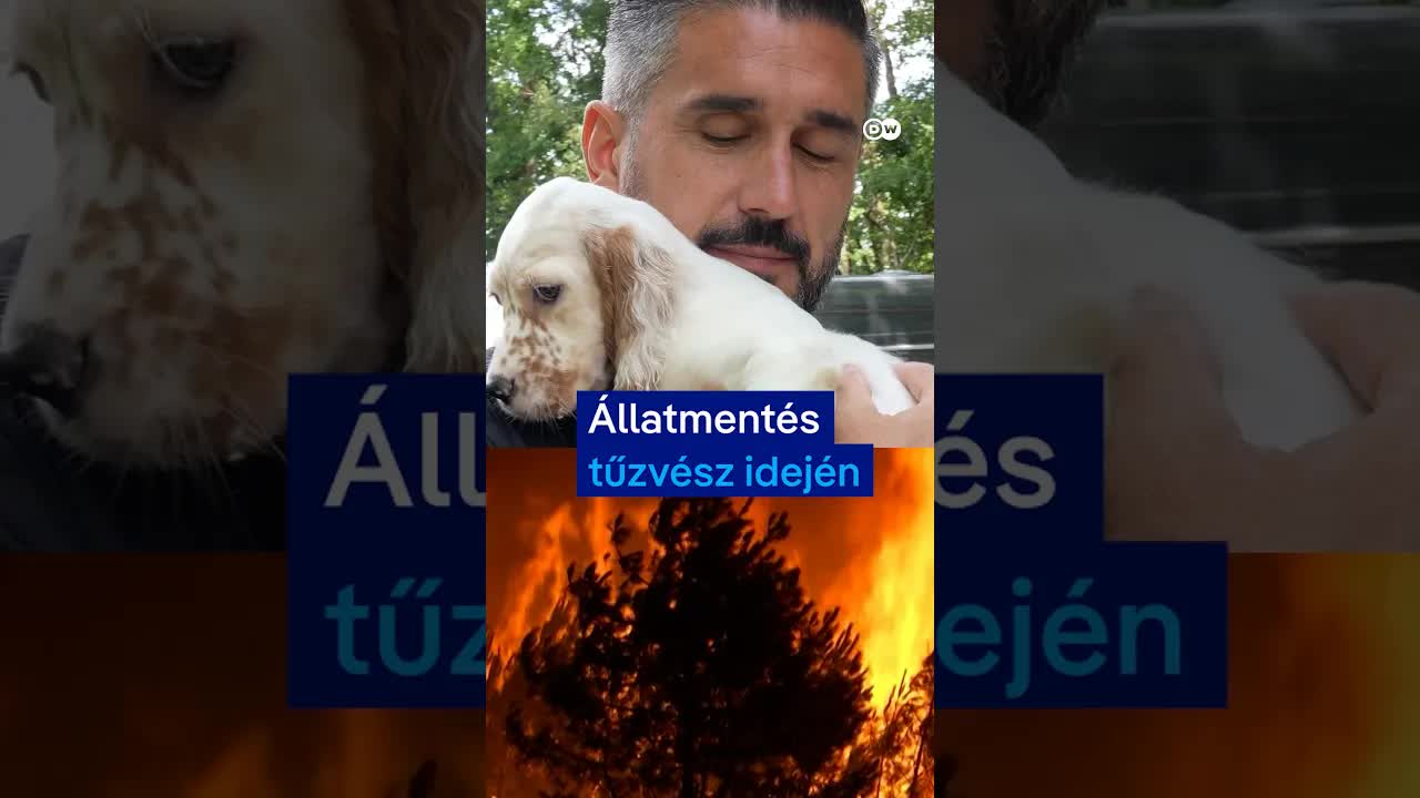 Állatok mentése a francia tűzvészben