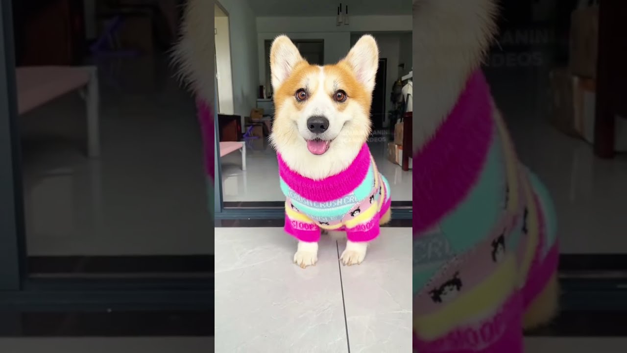 Les 3 meilleures races de chiens pour débuter