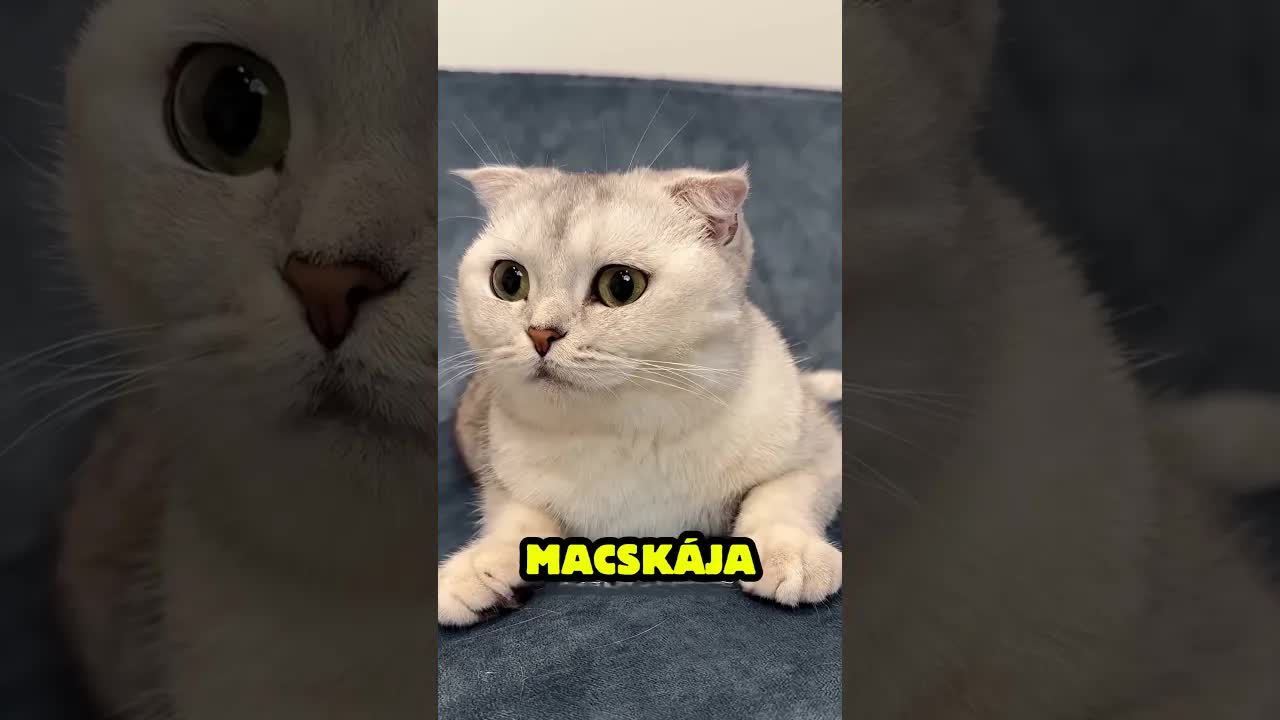 Mi történik, ha a macska egyedül marad?