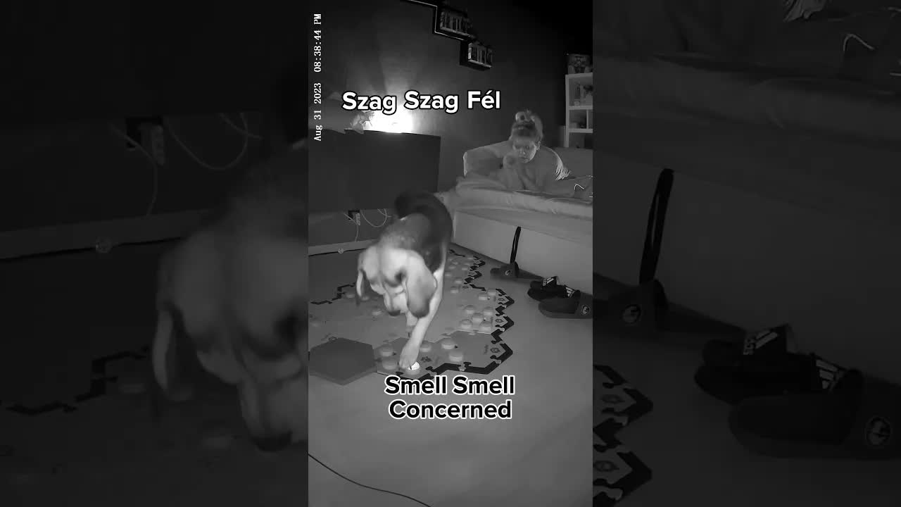 Beszélő kutya aggódik a vihar miatt