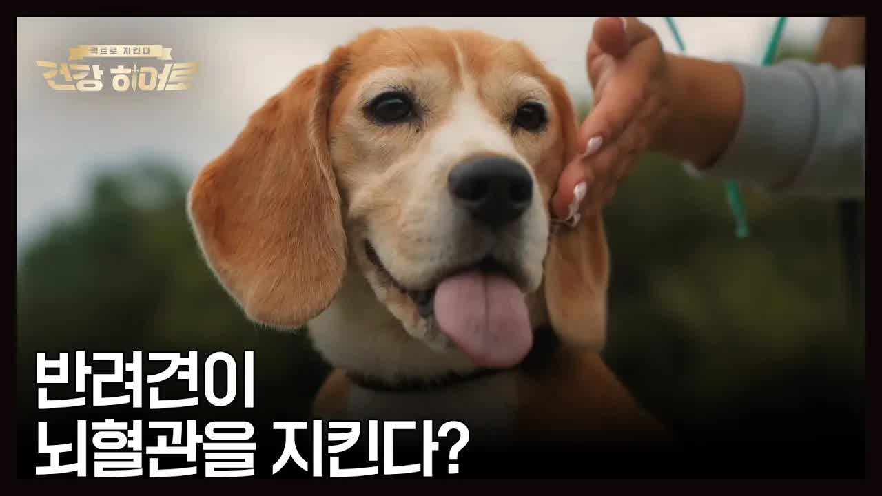 반려견이 뇌졸중 위험을 낮출 수 있을까?