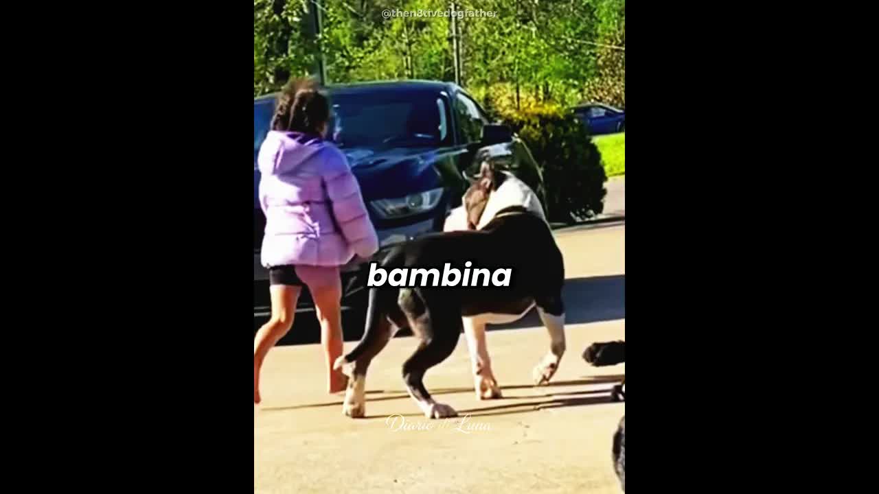 I cani protettori della bambina