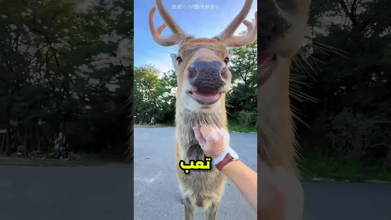 الولد والغزاله وقصة المساج المجاني