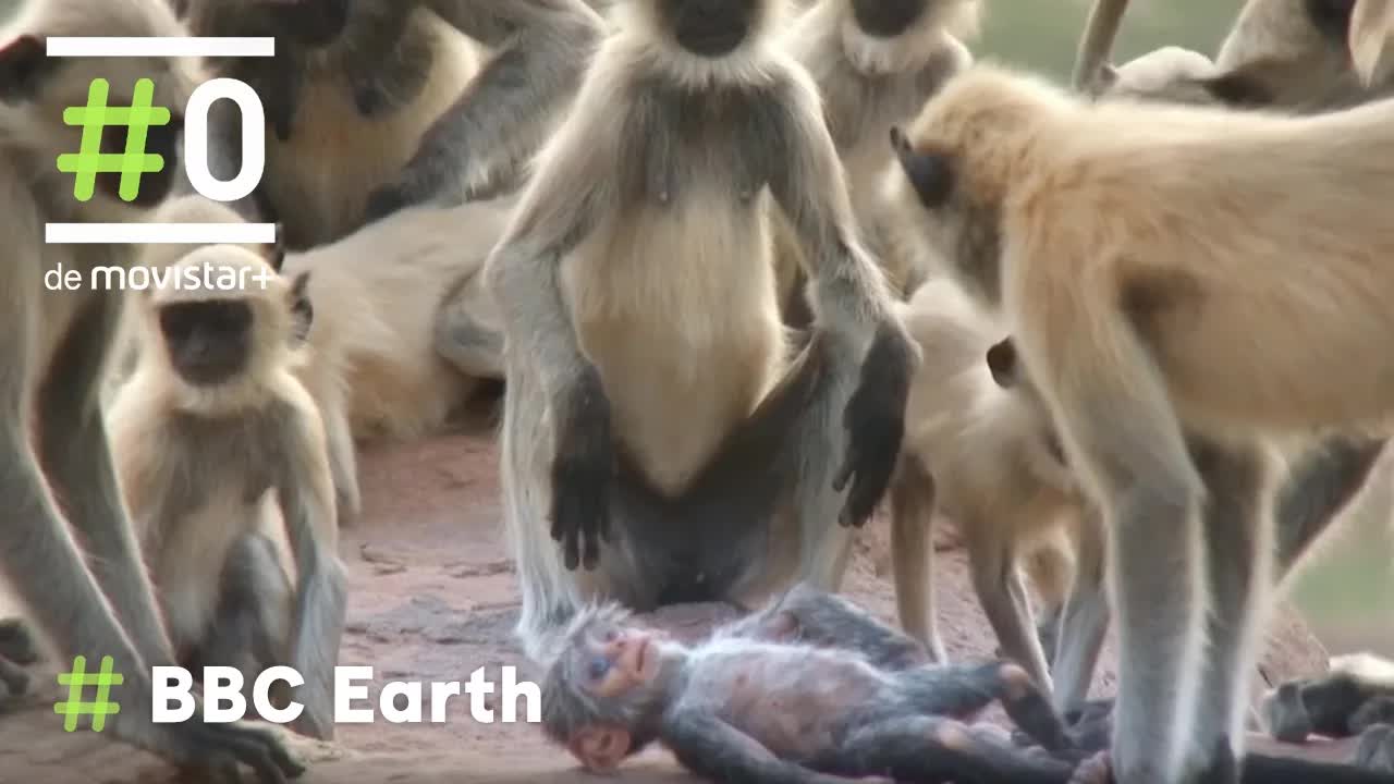 Robot langur observa la empatía en primates
