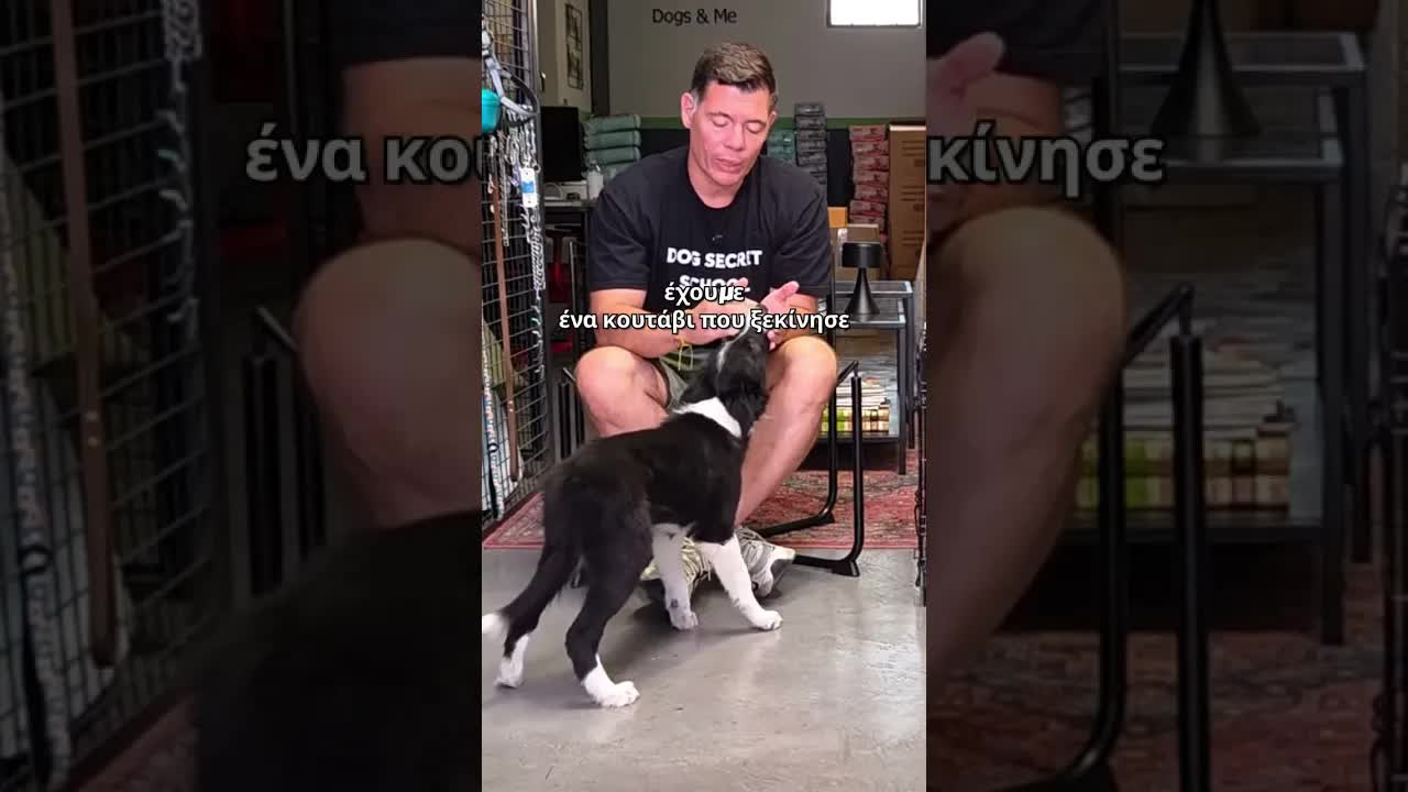 Γιατί το κουτάβι μου με δαγκώνει και τι κάνω