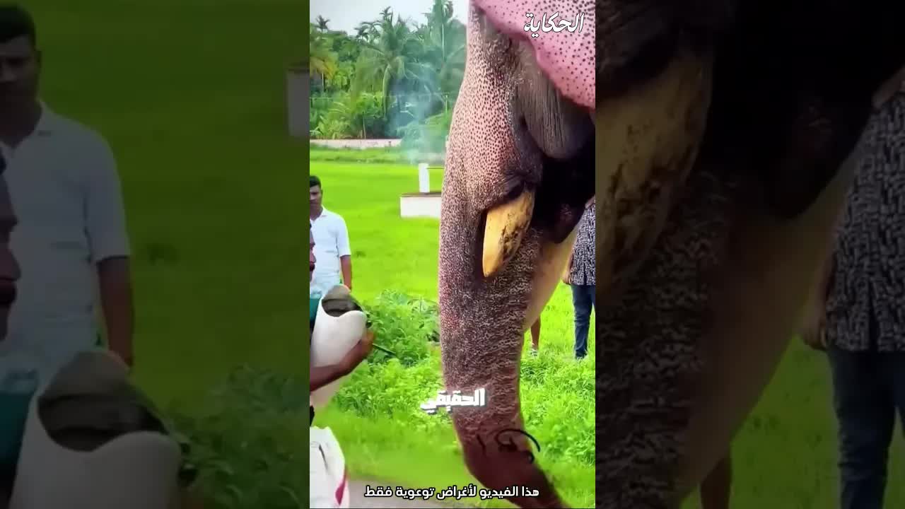 سر الأنياب المزيفة للفيلة في حدائق الحيوان