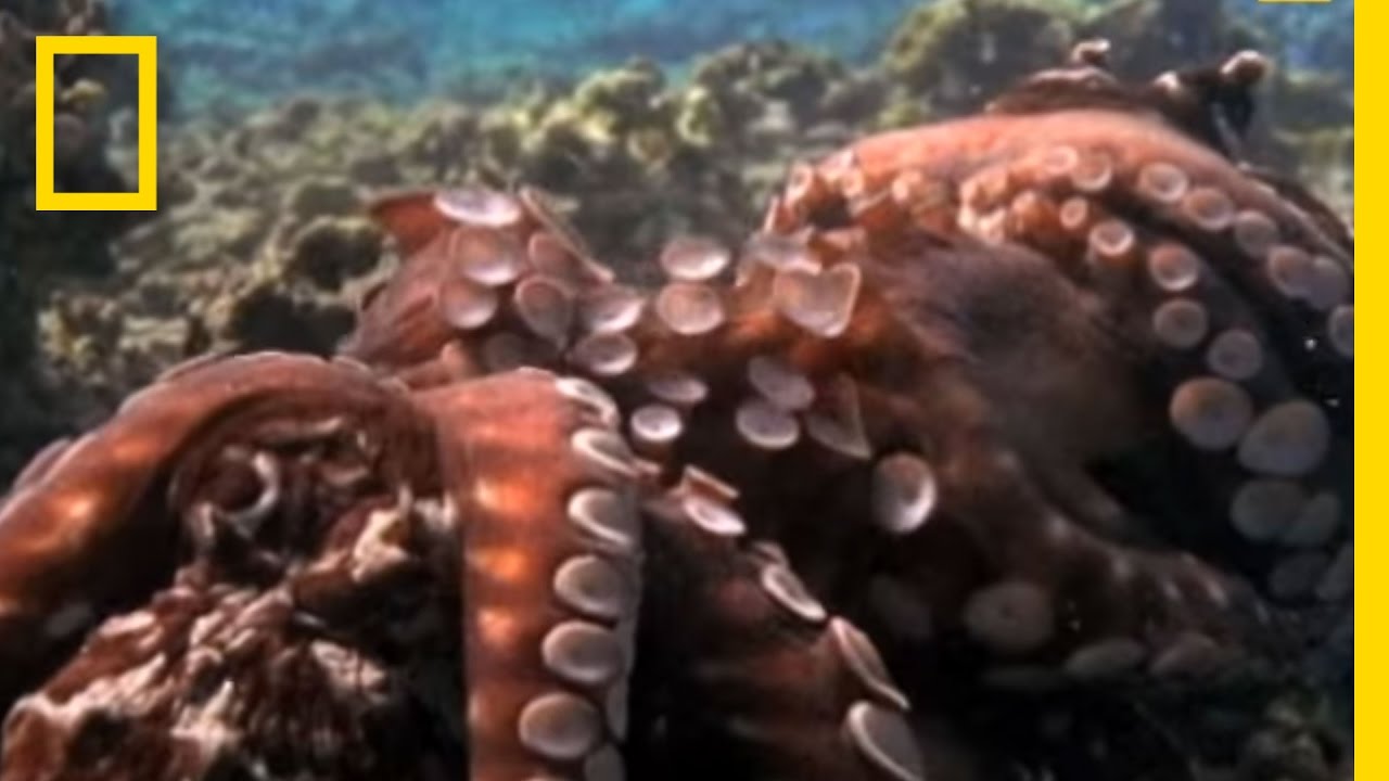 Octopus Mating Behavior Explained