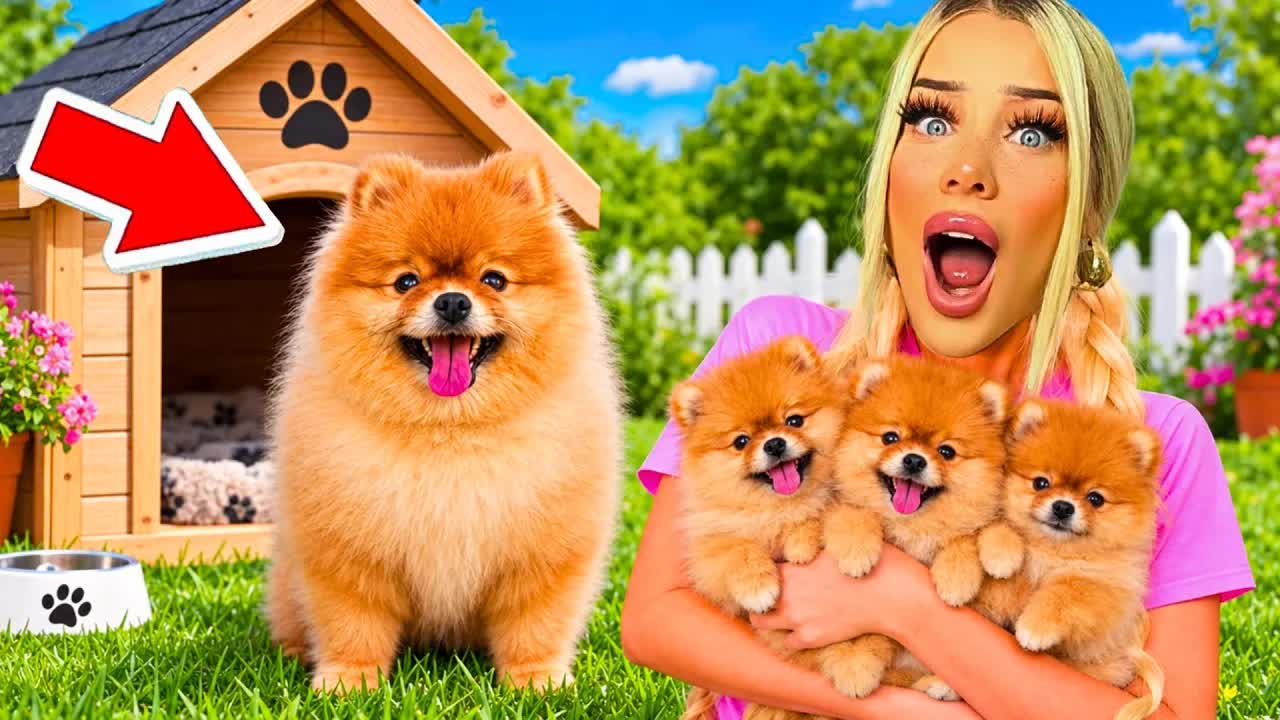 Unser Hund Fendy bekommt Babys: Shopping und Gender Reveal