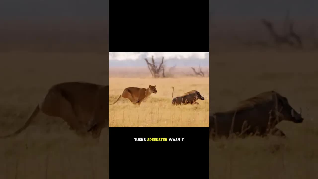 Warthog outruns lions with turbocharged V16 escape