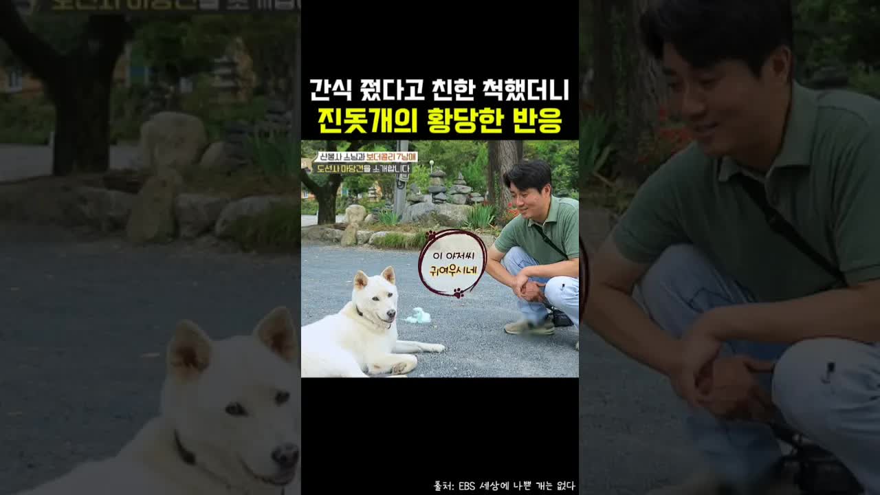 진돗개와 간식으로 친해지려던 남자의 실패