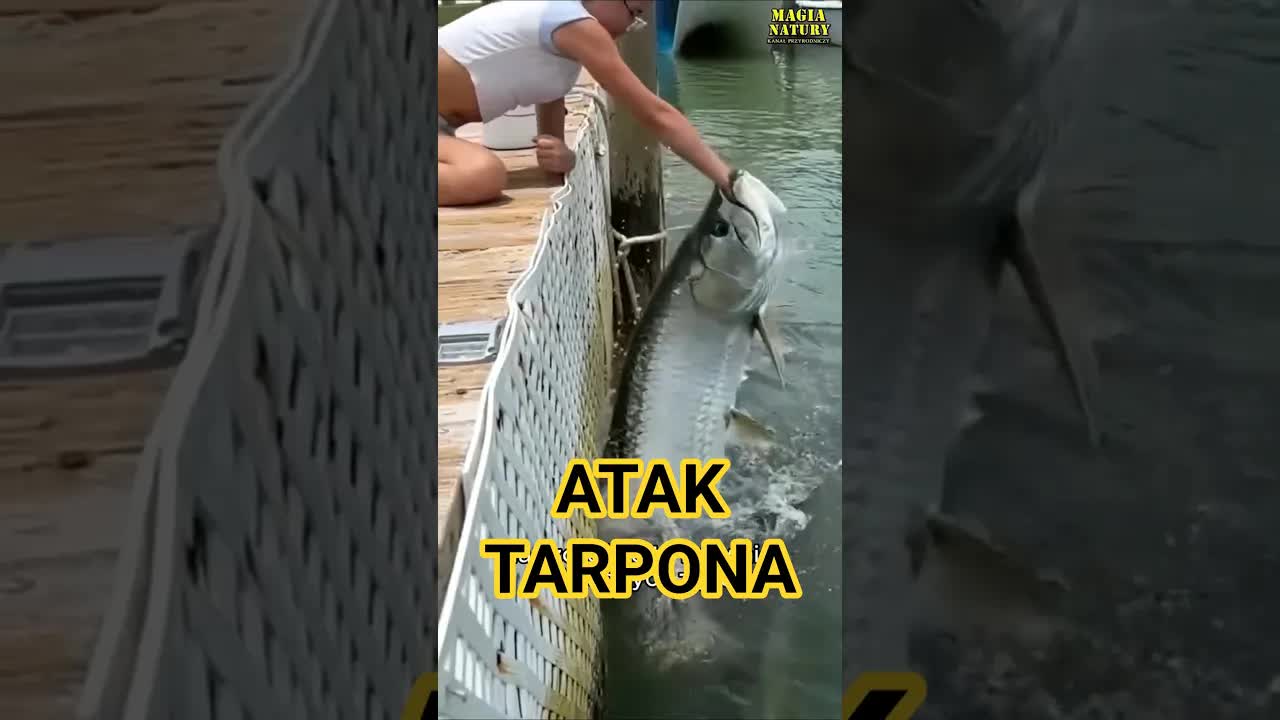 Karmienie tarponów na Florydzie