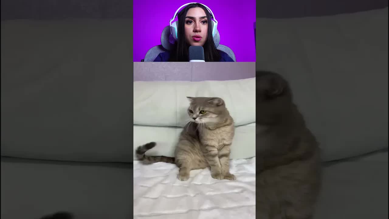 Qual gato ela escolheu?