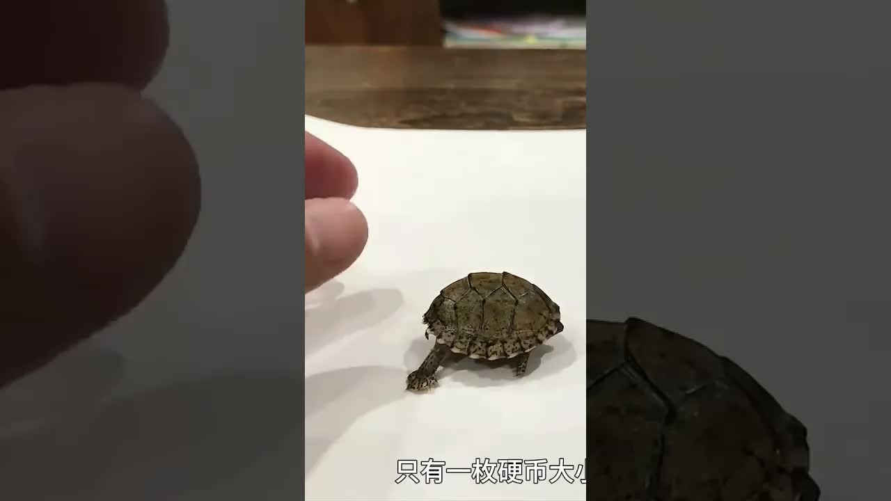 饲养迷你剃刀龟小黑的全过程