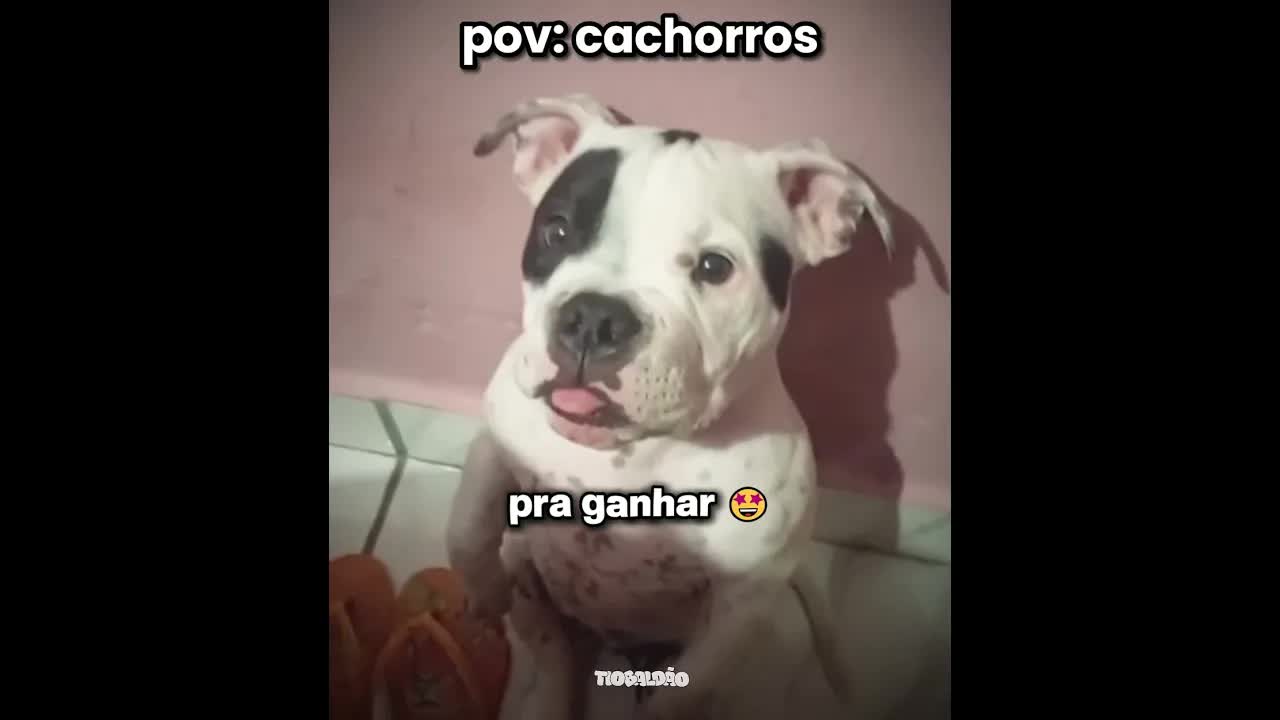 O cachorro acha que é gente