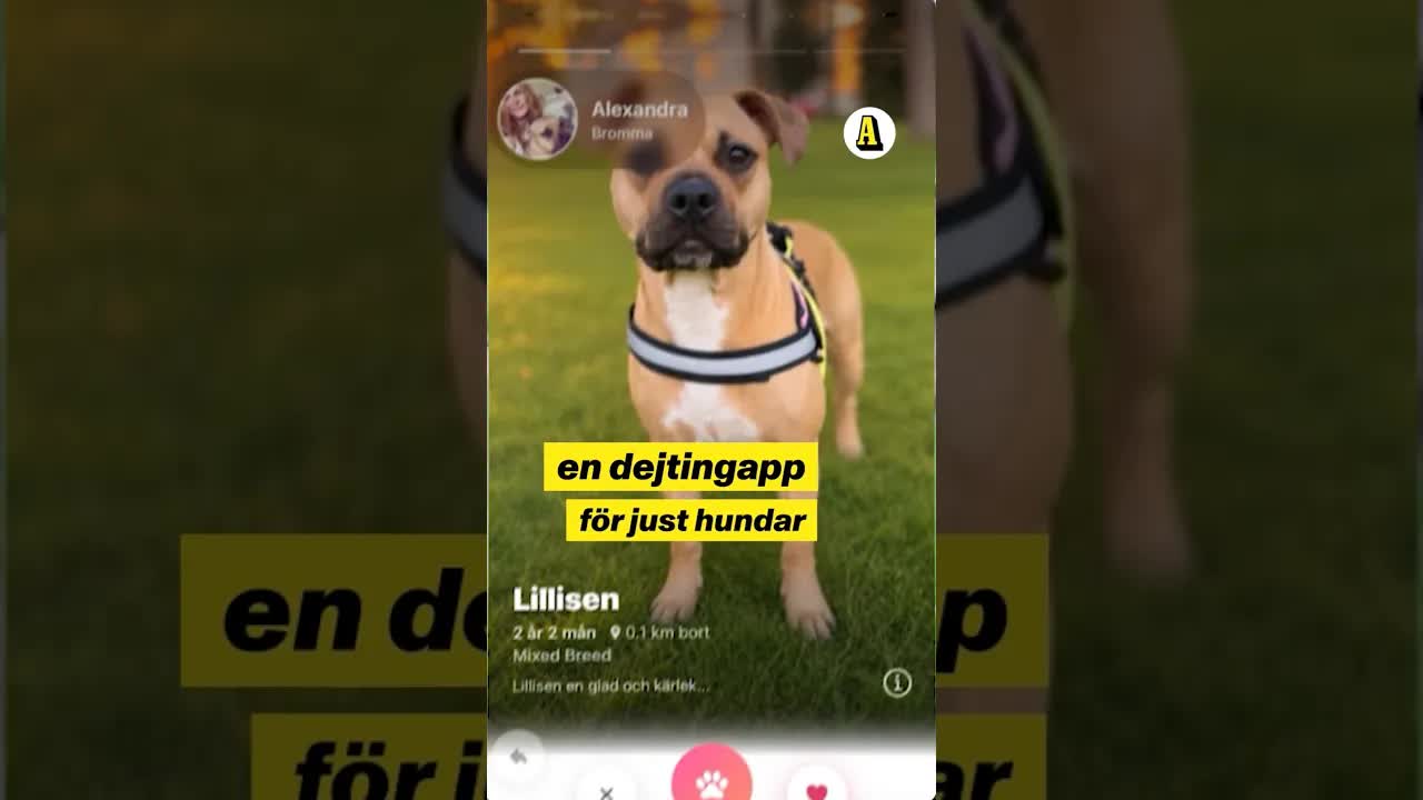 Hundar som dejtar via app