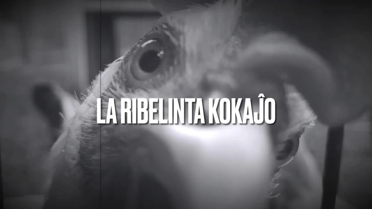 La Ribelinta Kokaĵo: Historia Fabelo pri Libereco