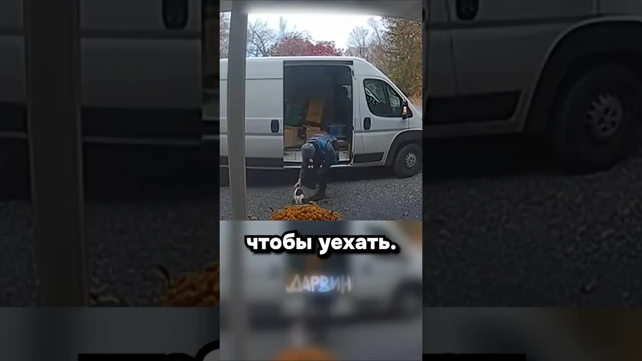 Настойчивый кот и терпеливый курьер Amazon