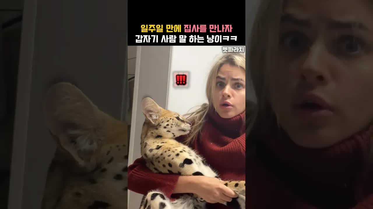 일주일 만에 집사 만난 고양이의 반응