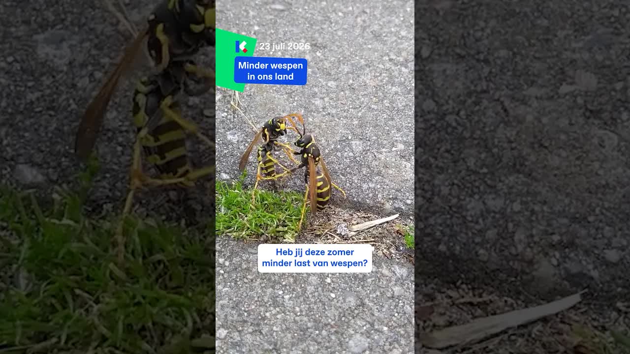 Minder wespen dit jaar door het weer
