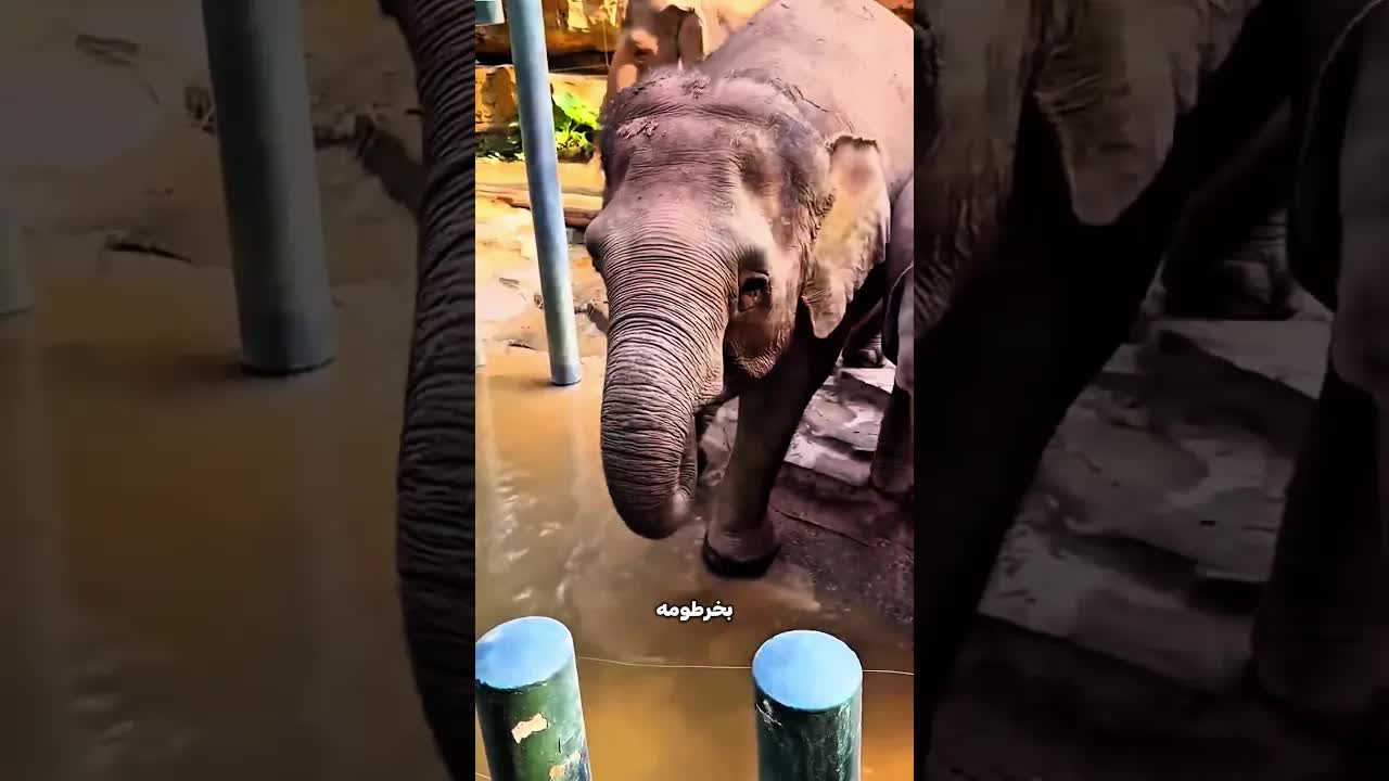 الفيل يكسر جوز الهند بضربة واحدة!