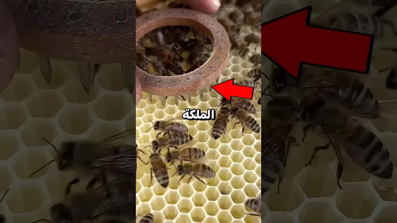 كيف يُحدد النحال ملكة النحل بعلامة زرقاء