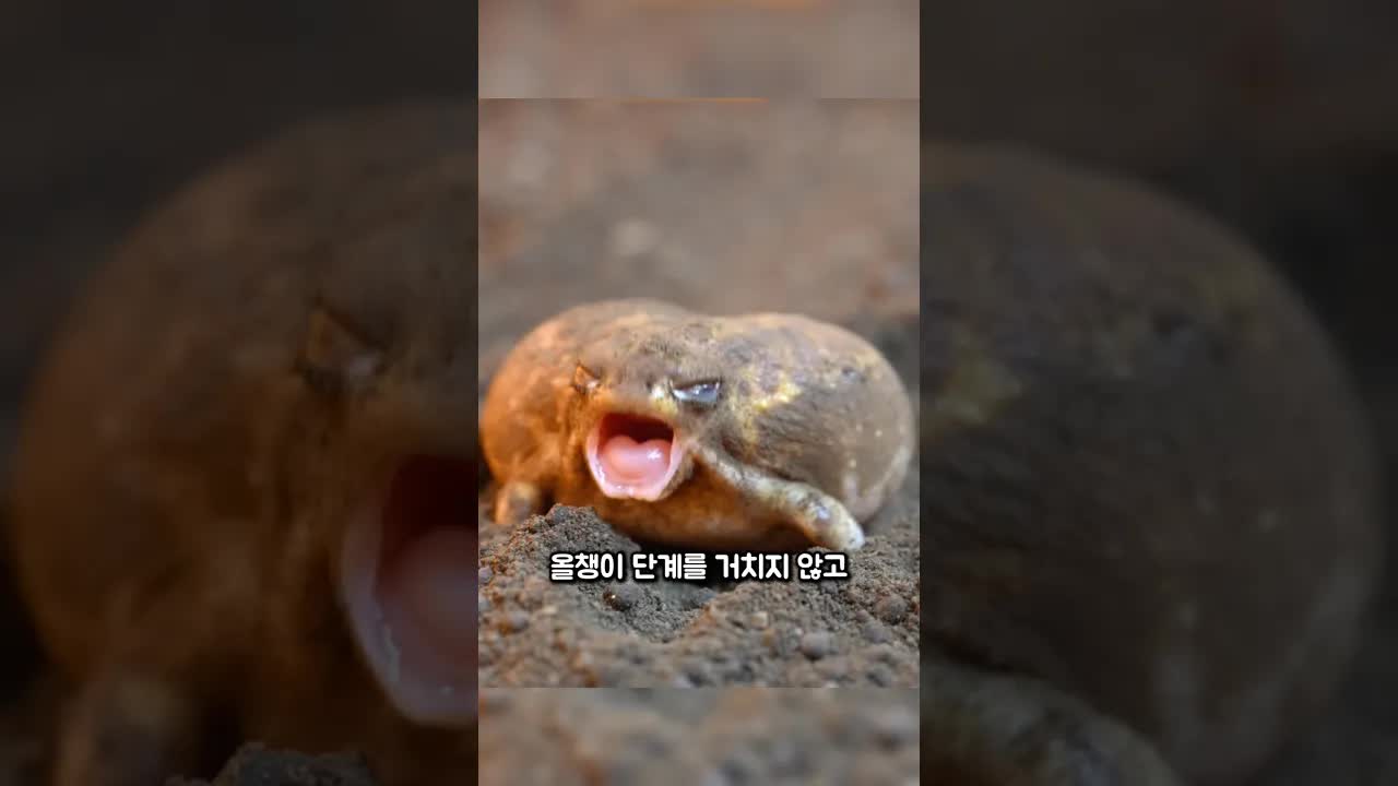 사막비 개구리의 신기한 습관