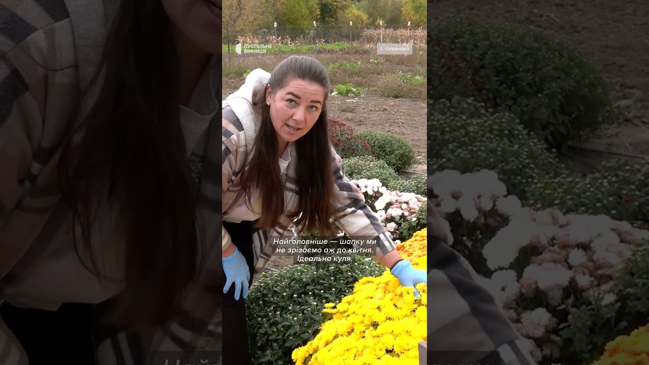 Вінничанка вирощує пів тисячі кущів хризантем