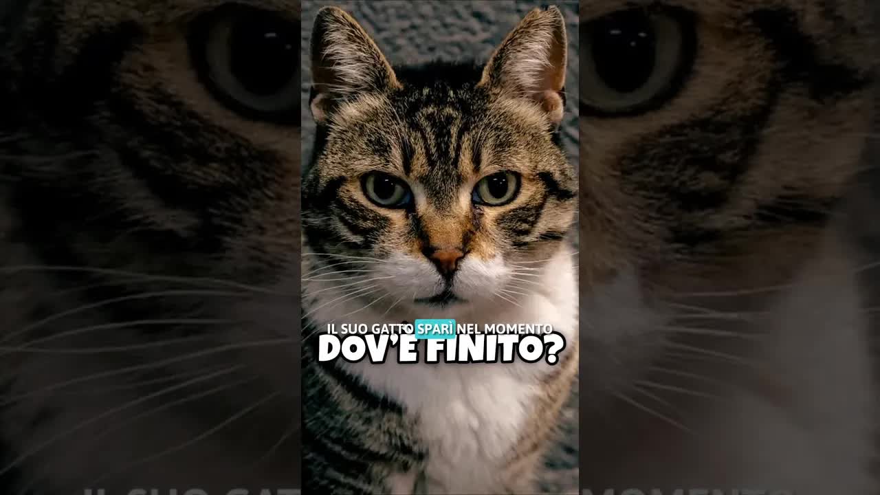 Il gatto che aspettò per amore