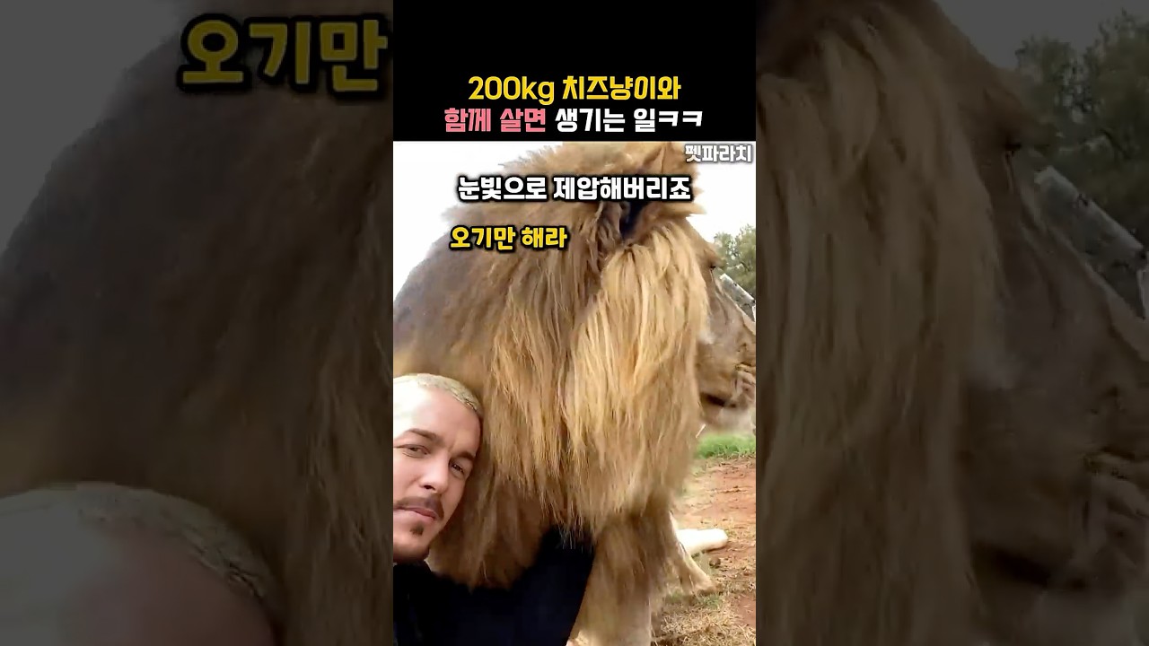 200kg 치즈냥이와 함께 사는 하루